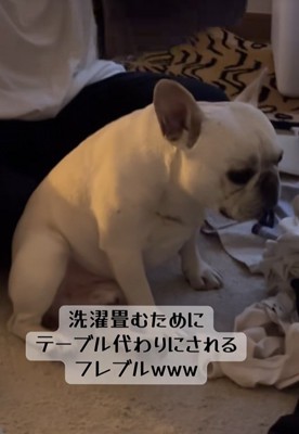 洗濯物を畳む飼い主と小型犬