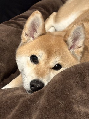 あざとい