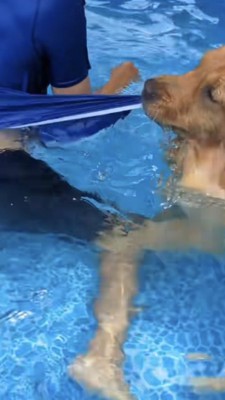 水着を引っ張られて水から出てくる飼い主さん