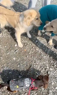 兄弟が奇跡的に再会