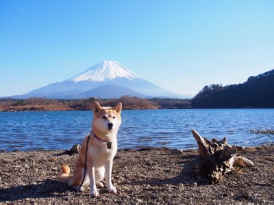 富士山と柴犬