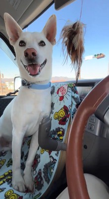 笑顔で飼い主を見つめる犬