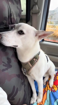 車のワイパーに視線を向ける犬