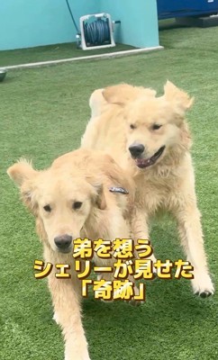一緒にドッグランで遊ぶ2匹