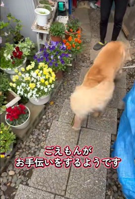 おばあちゃんはお庭で作業中