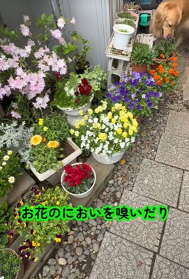 五右衛門くんはお花の匂いをチェック