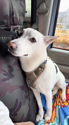 音を立てて動くワイパーを横目で見る犬