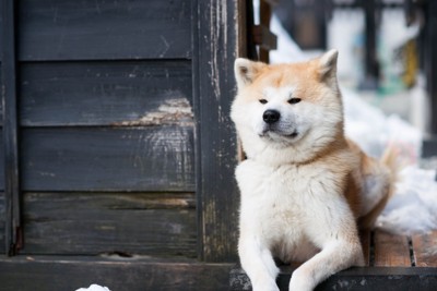 どこかを見つめる秋田犬