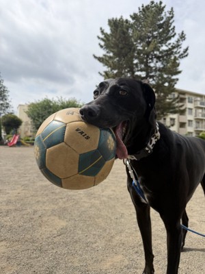 ボールを加える犬