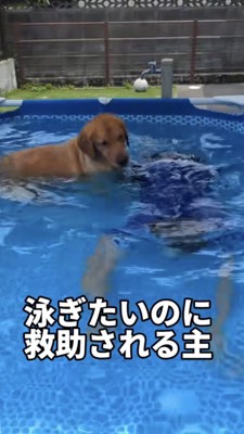 プールで潜る飼い主さん