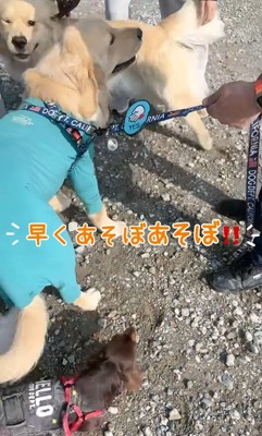 2匹とも嬉しそう♪