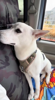 車の座席にもたれかかる犬