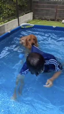 悲しそうな表情で飼い主さんの水着の裾を引っ張る犬
