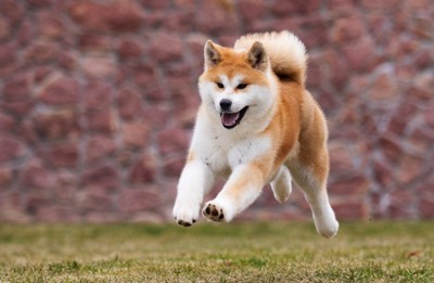 走る秋田犬