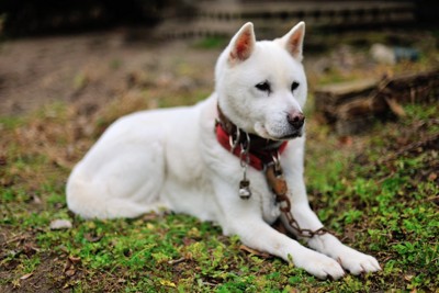 留守番をしている紀州犬