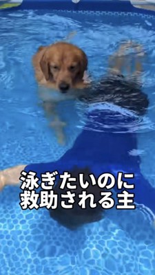 水中にいる飼い主さんを不安そうに見る犬