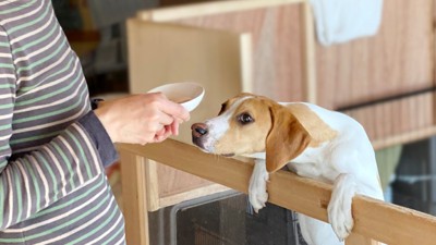 ケージに身を乗り出してご飯を待つ犬