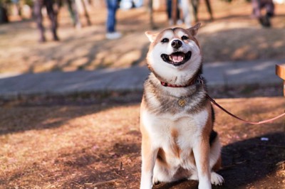 お座りする日本犬