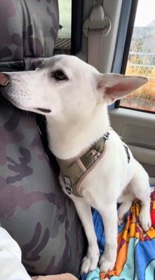 ワイパーの音に耳を澄ます犬
