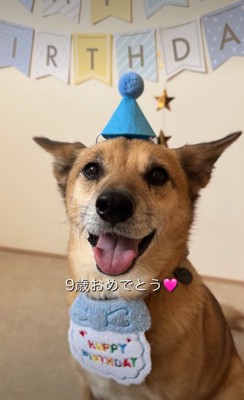 笑顔の犬