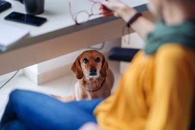 足元に茶の犬