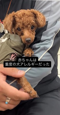 男性の腕の中で丸まる犬
