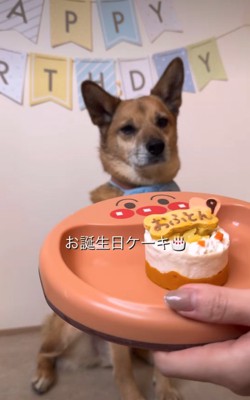 犬用ケーキ