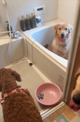 浴槽の中にいる大型犬