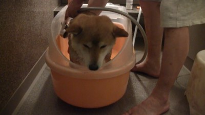 体が濡れて、しょんぼり…