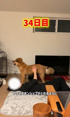 撫でさせてくれるようになりました！