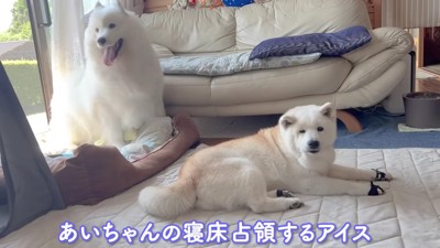 穏やかに暮らしてます