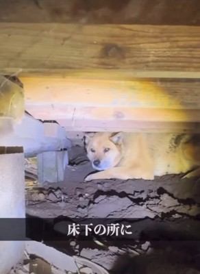家の床下に隠れる犬