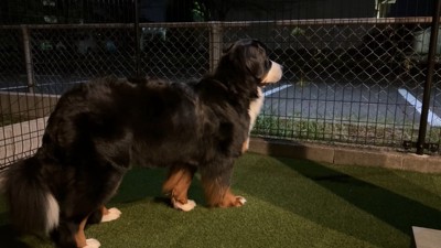 「会いたいよ～」としょんぼり
