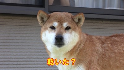 綺麗でモフモフになりました♪