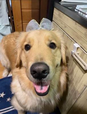 笑顔の大型犬