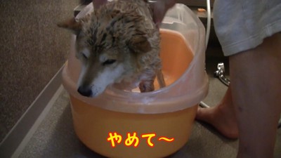 「おしりはやめて~っ」