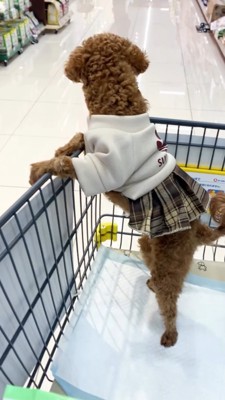 ショッピングカートに乗る犬