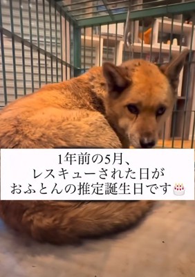 保護された犬