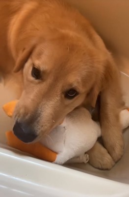 おもちゃで遊ぶ大型犬