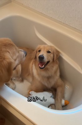 浴槽の中の大型犬に声をかける大型犬