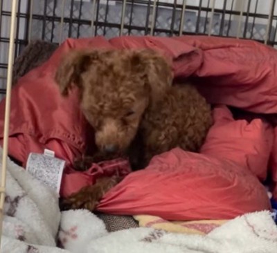 ケージの中でうずくまる犬