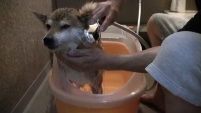 「またシャワーか…嫌だな~」