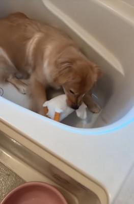 浴槽の中の大型犬