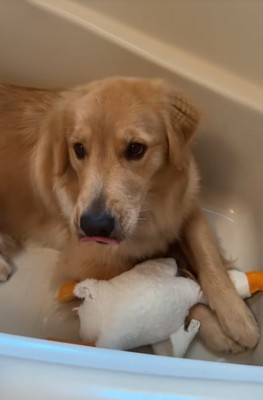 浴槽の中の大型犬