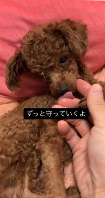 飼い主の手を舐める犬