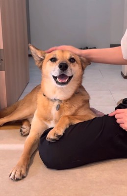 頭を撫でられる犬