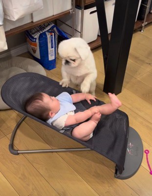 じっと見つめるてくちゃん