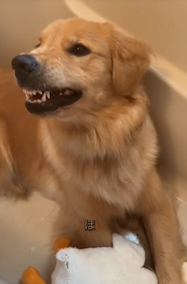 歯をむく大型犬