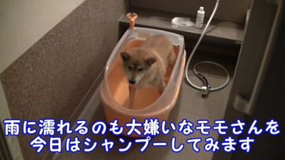ももちゃん