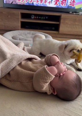 おもちゃで遊ぶまもるちゃん